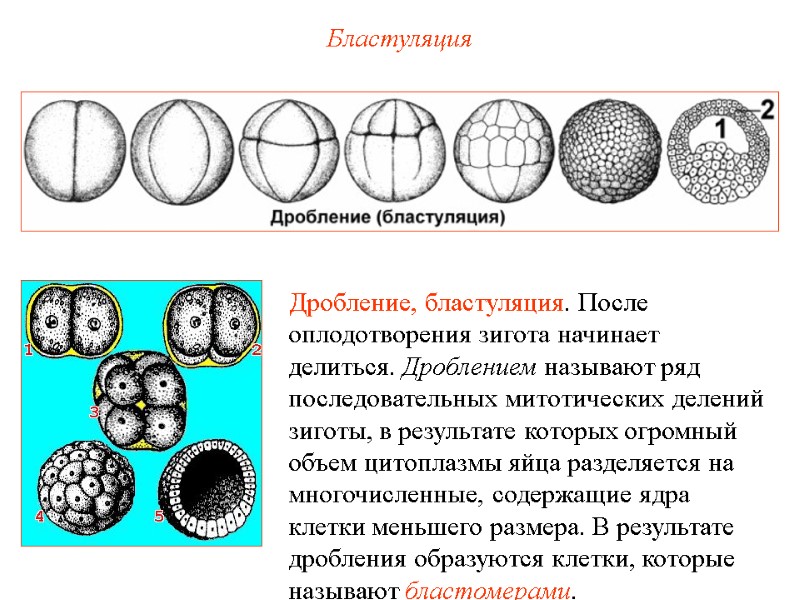 Бластуляция Дробление, бластуляция. После оплодотворения зигота начинает делиться. Дроблением называют ряд последовательных митотических делений Бластуляция Дробление, бластуляция. После оплодотворения зигота начинает делиться. Дроблением называют ряд последовательных митотических делений